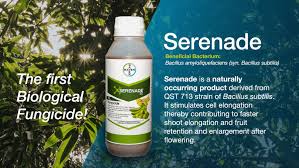 Serenade Bio Organic Fungicide - Bacillus amyloliquefaciens