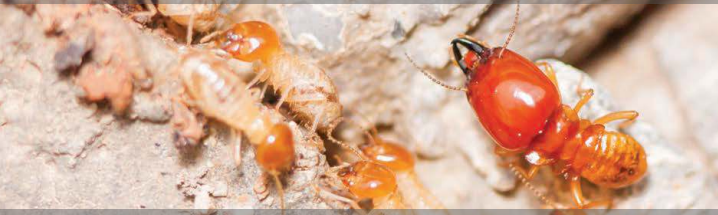 FIPFORCE DUST TERMITICIDE & INSECTICIDE | FIPRONIL | TERMITE CONTROL