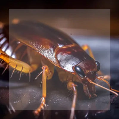 DIYPEST Do It Yourself Pest Control Philippines – DIY Pest Control Expert