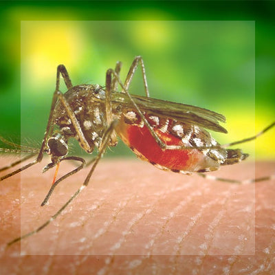 Mosquito Control