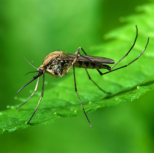 Mosquito Nets