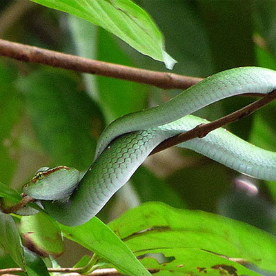 Snake Control